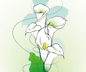Hand drawn calla vector graphics