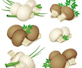 Mushrooms and vegetables leaves vector