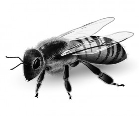 Realistic flies brushes