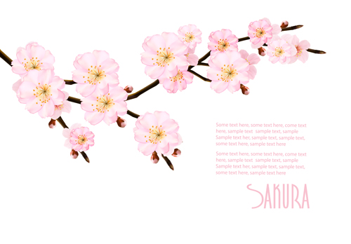 Sakura branch with spring background vector