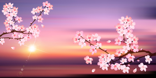 Sunset with sakura vector background
