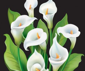 White calla with black background vector