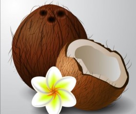 Coconut with white flower vector