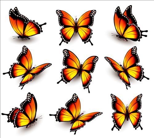 Colorful butterflies illustration vector collection 04
