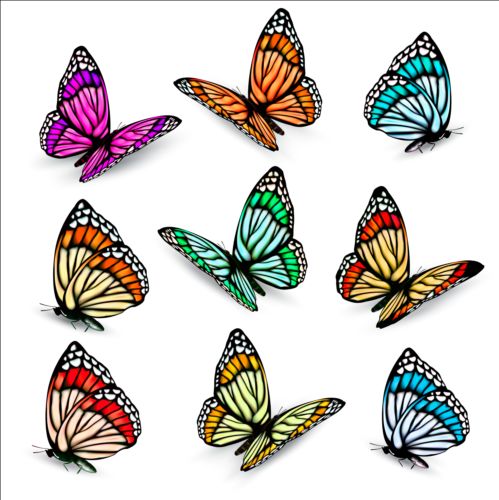 Colorful butterflies illustration vector collection 06