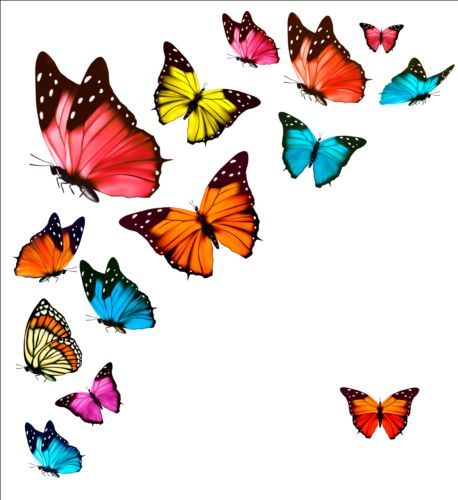 Colorful butterflies illustration vector collection 10