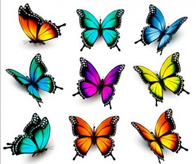 Colorful butterflies illustration vector collection 13