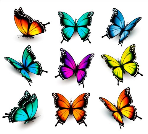Colorful butterflies illustration vector collection 13