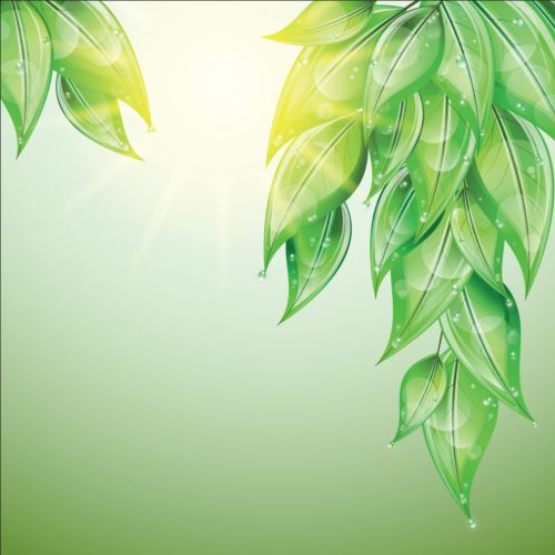 Green leaves with water drop vector background