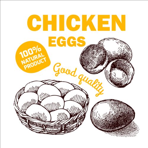 Hand drawn chicken eggs poster vector 01