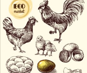 Hand drawn chicken eggs poster vector 04