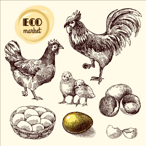 Hand drawn chicken eggs poster vector 04