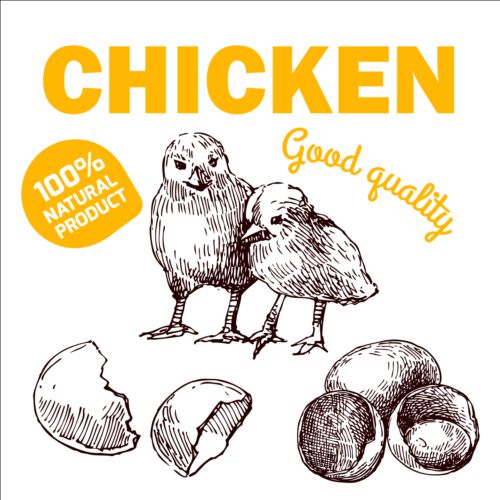 Hand drawn chicken eggs poster vector 07