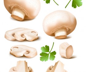 Mushrooms with coriander leaves vector