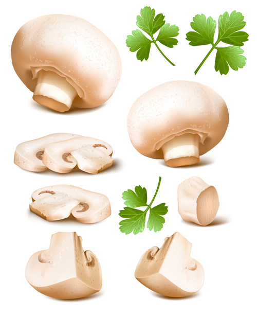 Mushrooms with coriander leaves vector