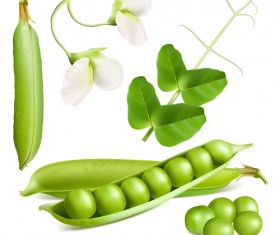 Pea with white flower vector