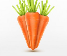 Realistic carrot vector material 01