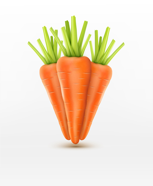 Realistic carrot vector material 01