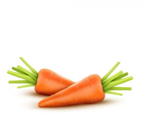 Realistic carrot vector material 02