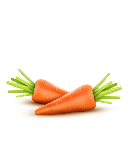 Realistic carrot vector material 02