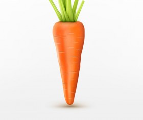 Realistic carrot vector material 03