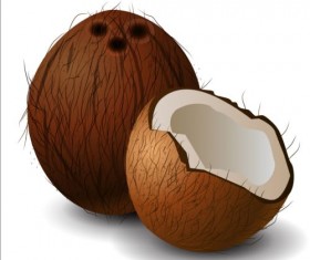 Realistic coconut illustration vector