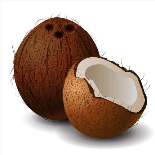 Realistic coconut illustration vector
