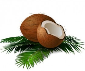 Realistic coconut with green leaves vector 01