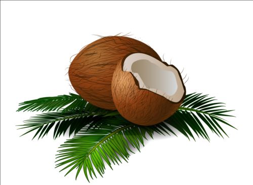 Realistic coconut with green leaves vector 01