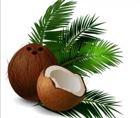 Realistic coconut with green leaves vector 02