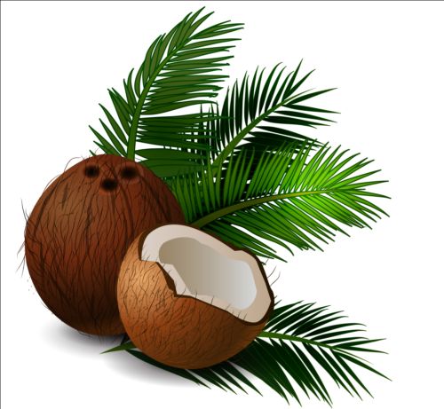 Realistic coconut with green leaves vector 02