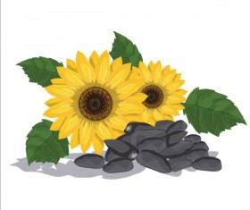 Sunflower seed vector