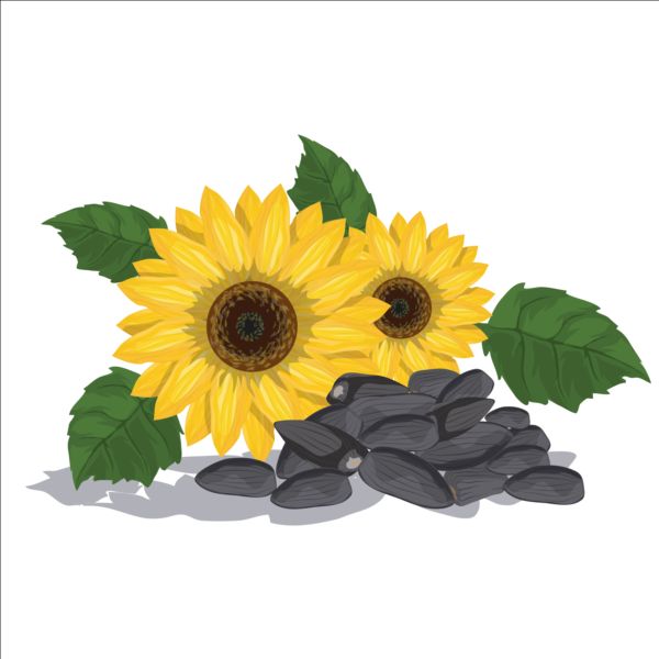 Download Sunflower seed vector free download