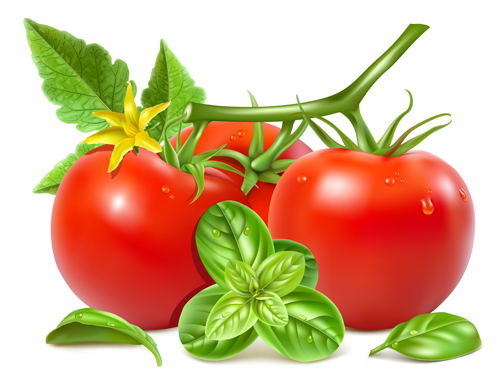 Tomato with green leaves vector
