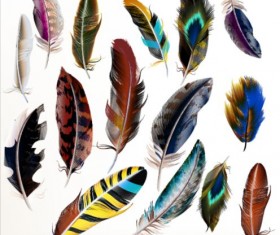 Various dird feathers set vector 01