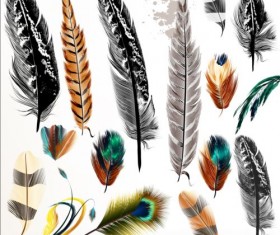 Various dird feathers set vector 04