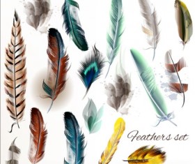 Various dird feathers set vector 05