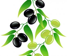 Vector olive art background set 08