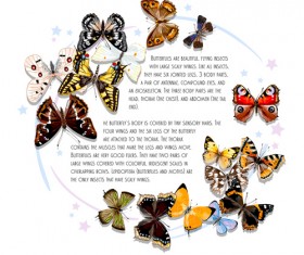 Vintage butterflies art background vector 03