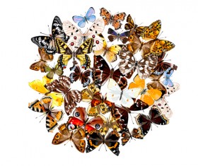 Vintage butterflies art background vector 04