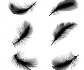 Black feathers illustration vector set 01
