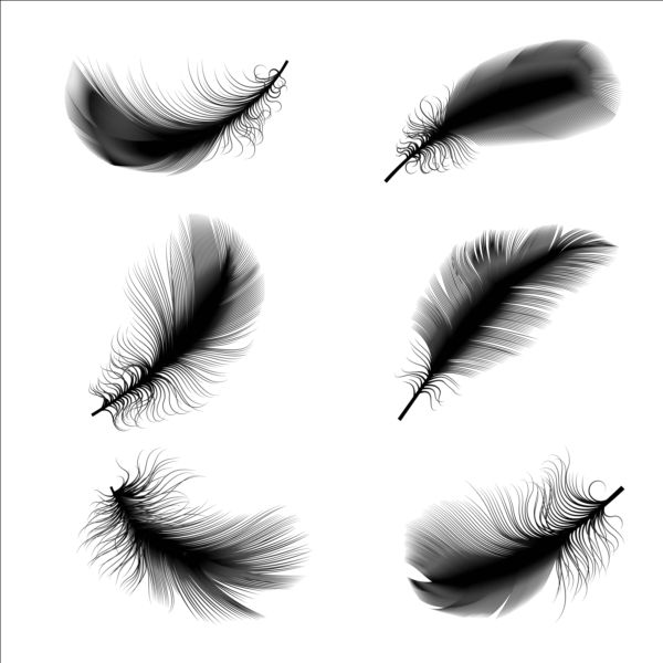 Black feathers illustration vector set 01