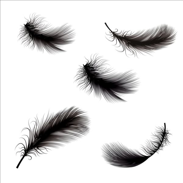 Black feathers illustration vector set 02