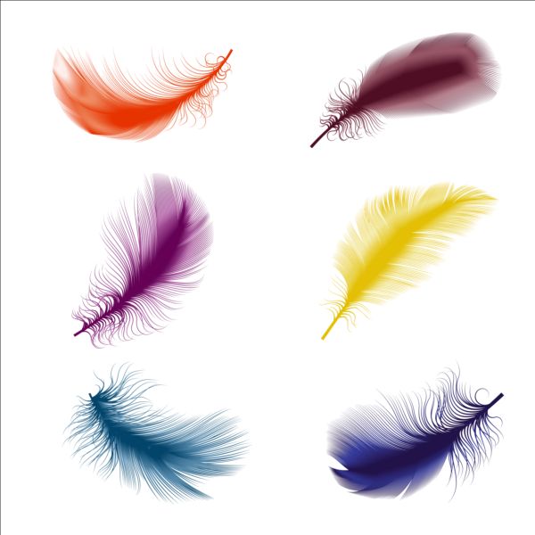 Colored bird feathers vector 01