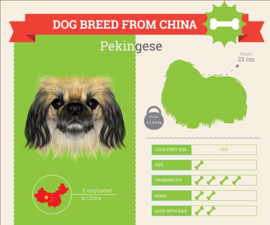 Dog breed business template vector 06