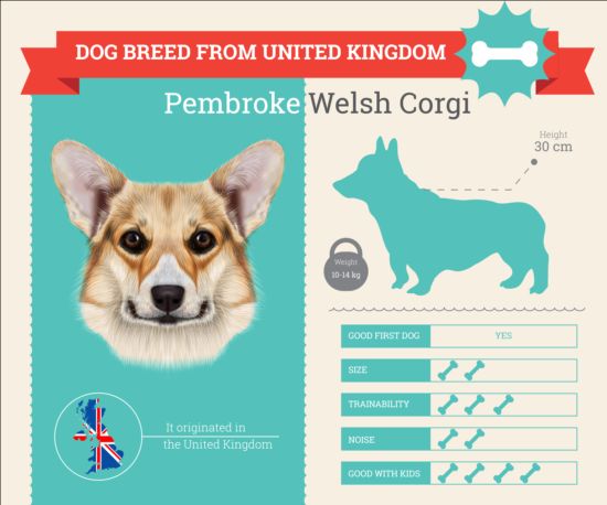 Dog breed business template vector 08