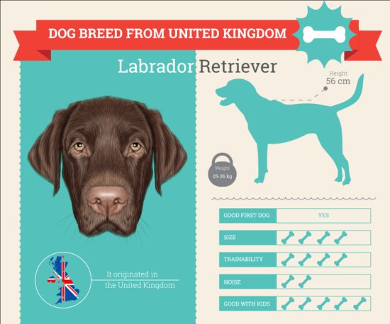 Dog breed business template vector 11