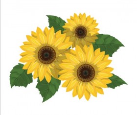 Sunflower with green leaves vector