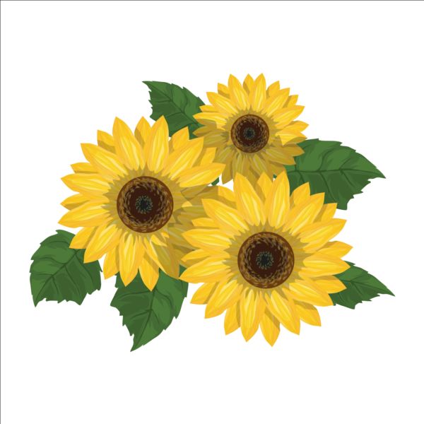 Download Sunflower with green leaves vector free download