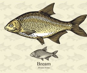 Bream fish vector